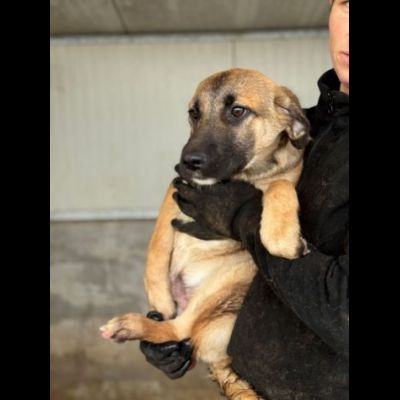 CUCCIOLI IN ADOZIONE: RANDY TENERO LUPETTO TG MEDIA - Foto 3
