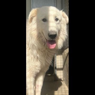 OWELL alla ricerca della libertà, CANE IN ADOZIONE