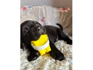 Cuccioli di Labrador