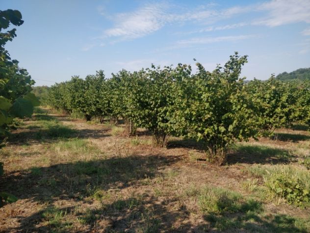 NOCCIOLE Casa e Spazi per Ulteriori Esigenze - Foto 7