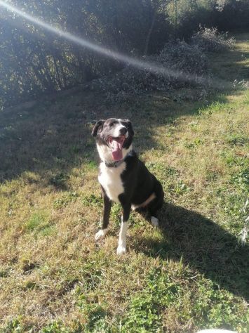 CHARLIE, simil border collie abbandonato cerca casa - Foto 5