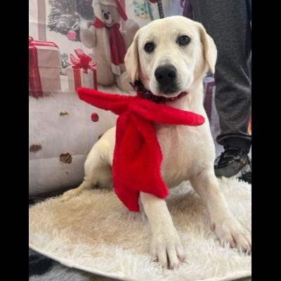NHUR TENERA CUCCIOLA IN ADOZIONE - Foto 6