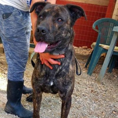LENNY MAGNIFICA CAGNOLONA IN ADOZIONE - Foto 7