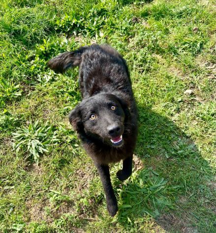 GiòGiò fantastico ed allegro cagnolino in adozione - Foto 4