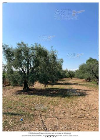 IMMOBILI-ALTRA CATEGORIA-Contrada Chiascia San Barbato - Foto 4