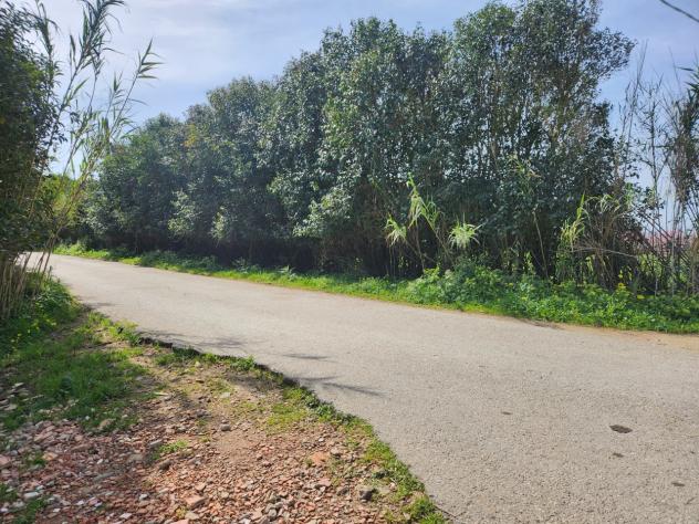 Frutteto in vendita a San Sperate - Foto 5