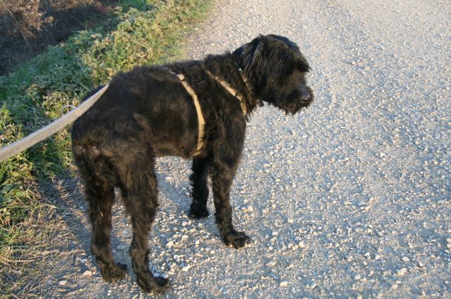 SASHA, docile e fedele schnauzer - Foto 6