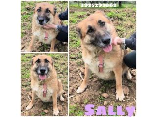 SALLY dolce pastorina è da tanto che attende una famiglia... apri il suo box