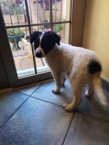 Splendidi cuccioli cercano casa - Foto 8