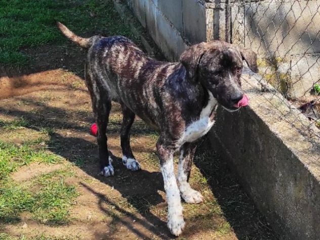 CUCCIOLI IN ADOZIONE - Foto 8
