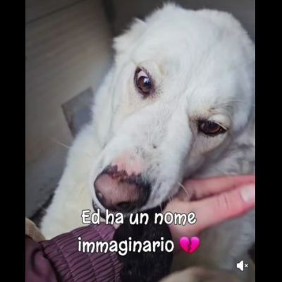 SONNY  molto affettuoso, CANE IN ADOZIONE tg media - Foto 3