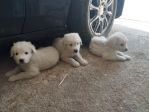 Cuccioli di pastore abruzzese