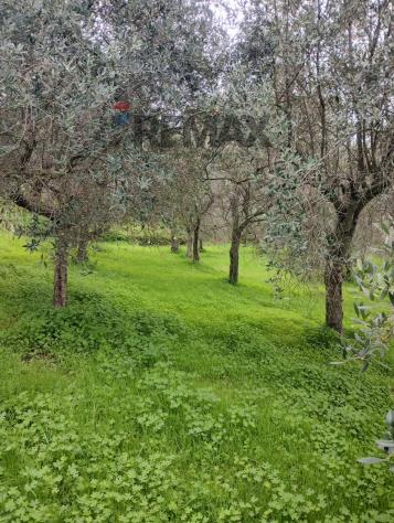 Terreno in vendita a Ficarra - Foto 12