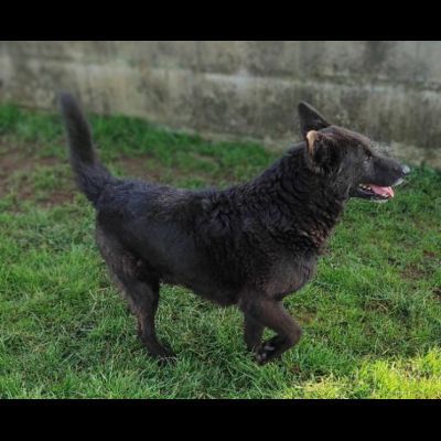 CAGNOLINO IN ADOZIONE