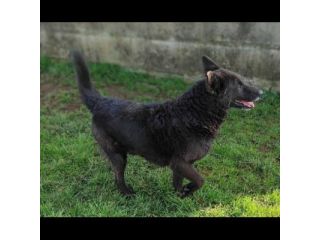 CAGNOLINO IN ADOZIONE