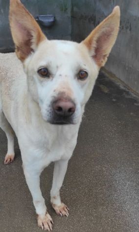 CANE DA ADOTTARE - Foto 10