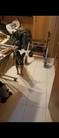 CAGNOLINO - Foto 2