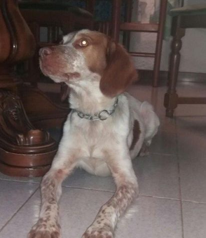 BRENDA, dolce bretoncina - Foto 3