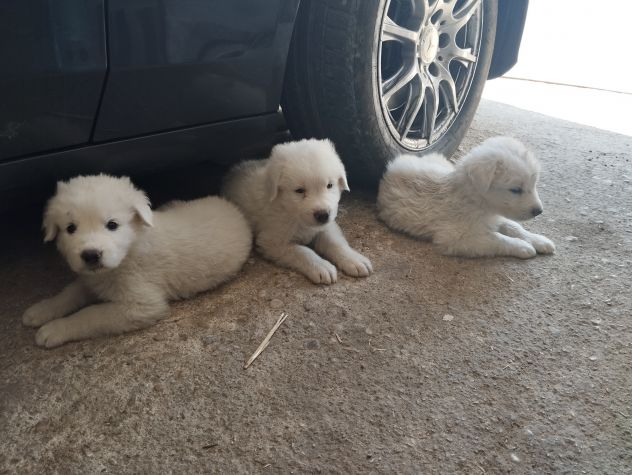 Cuccioli di pastore abruzzese - Foto 3