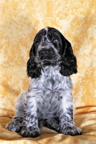 COCKER SPANIEL INGLESE CUCCIOLI STUPENDI - Foto 3