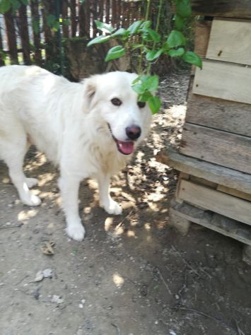 BLANCO E ZEUS, dolcissimi cani - Foto 2