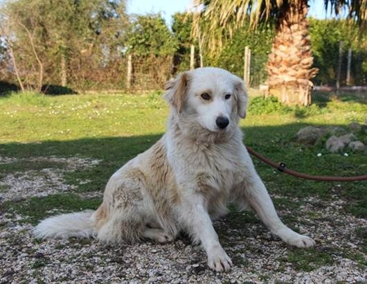 ISABELLA, dolce e indifesa cagnolina URGENTE - Foto 2