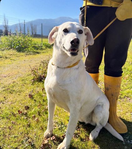 Stella cagnolona che non da problemi - Foto 4