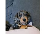 Bassotto arlecchino - Cucciolo con libretto e supporto veterinario