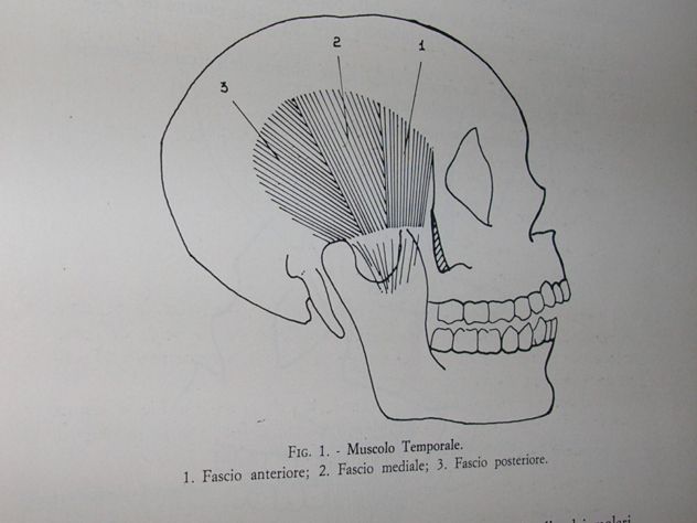 BIOMECCANICA MASTICATORIA - Foto 4