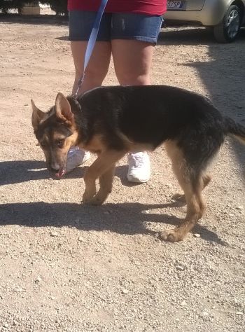 CHARLOTTE E CHERY, stupende cucciolotte mix pastore tedesco - Foto 3