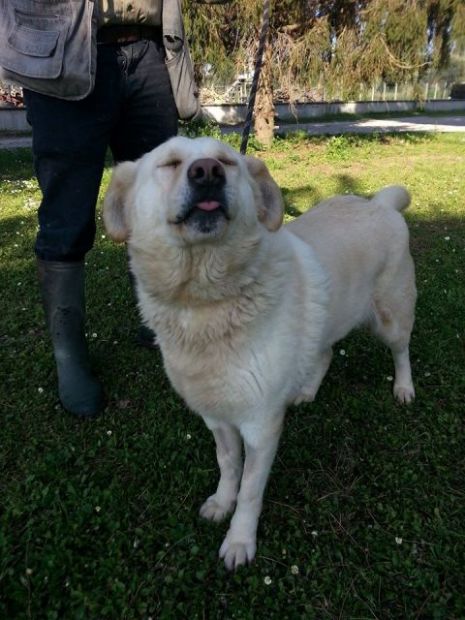 ANTONIA, bella mix labrador - Foto 4