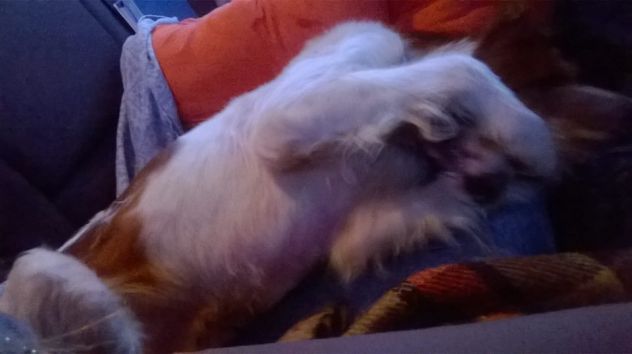 GIANNI, setter inglese dolcissimo - Foto 4