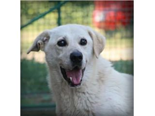 10 anni kg 20 in canile da anni!ROMA
