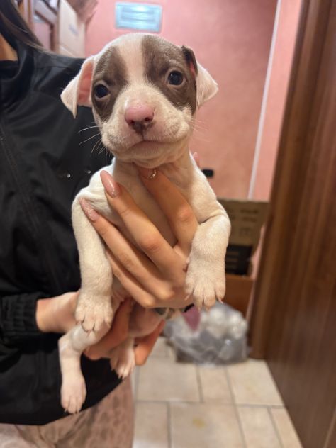 cuccioli di pitbull - Foto 2