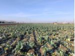 Agricolo in via grotta reale