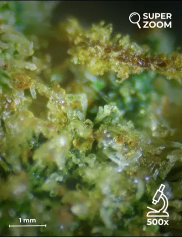 Bubblegum OG - Foto 4