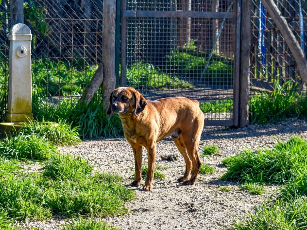 Tigro,un cane che si fa volere bene - Foto 4