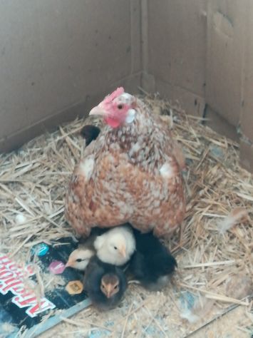 Galli,galline,chiocce con pulcini - Foto 2