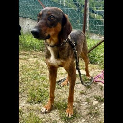 MELAMPO, TIMIDO E REMISSIVO,  CAGNOLINO DA ADOTTARE - Foto 4