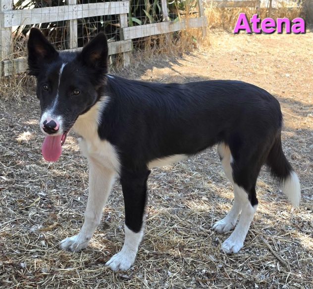 ATENA - Foto 8