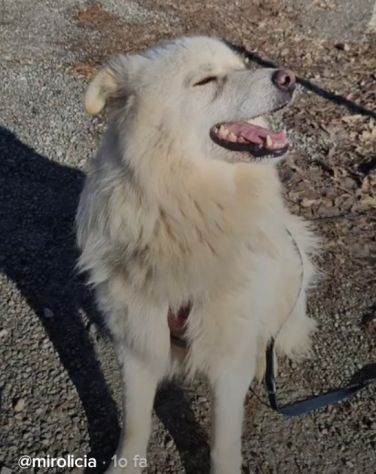 Bubu batuffolone 5anni dalla catena al canile.NOVARA - Foto 6