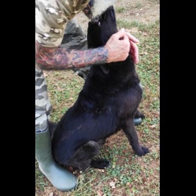 ALBERTO, lupetto allegro socievole taglia medio contenuta, CAGNOLINO IN ADOZIONE - Foto 2
