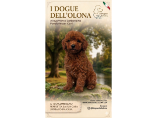 Cuccioli di Barboncino