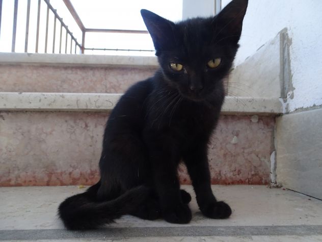 Gattina - Foto 4