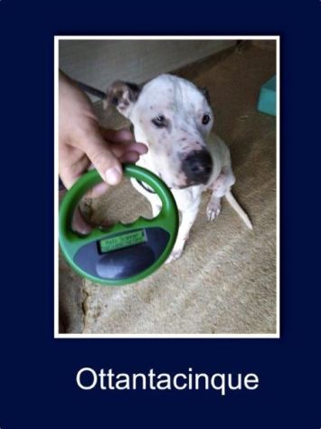 Pitbull 6anni dolcissimo, triste,conosce solo il box,non ha neanche 1nome!SICILI