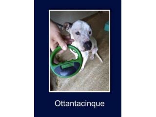 Pitbull 6anni dolcissimo, triste,conosce solo il box,non ha neanche 1nome!SICILI
