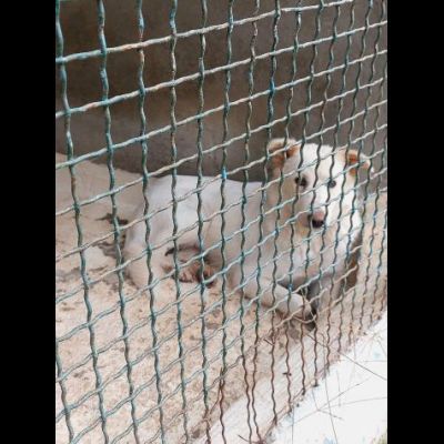 DOROTHY una nuova vita da donarle, cagnolina in adozione - Foto 6