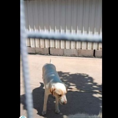 OSVALDO MIX LABRADOR CANE IN ADOZIONE - Foto 7