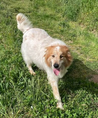 MATTIA ADORABILE CANE IN ADOZIONE - Foto 5