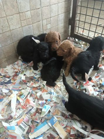 Cuccioli barboncino toy red e neri italiani - Foto 2